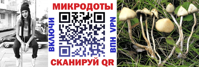 Псилоцибиновые грибы мицелий  Дно 